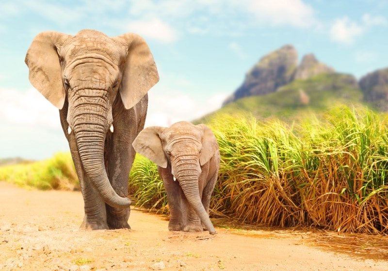 8 tallest terrestrial animals in the world