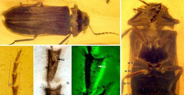 99 million-year-old creature found intact as it was when alive in amber in Myanmar