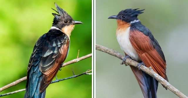 A bird with a unique and little-known name in Vietnam: Easily confused with the bittern, has a characteristic similar to the cuckoo!