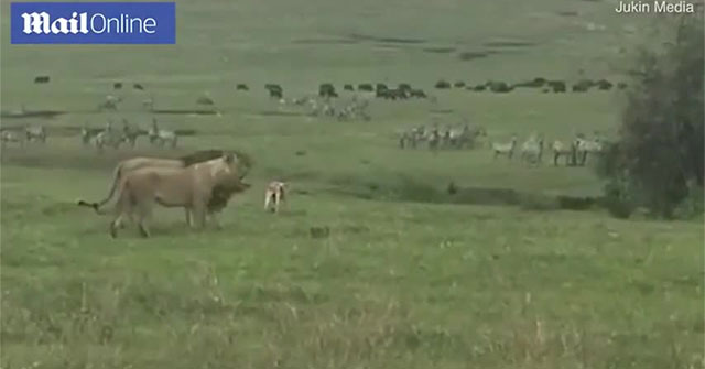 A domestic dog 'fights' hand to hand with two lions and the ending is unexpected