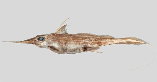 A 'ghost shark' species discovered hiding at the bottom of the sea