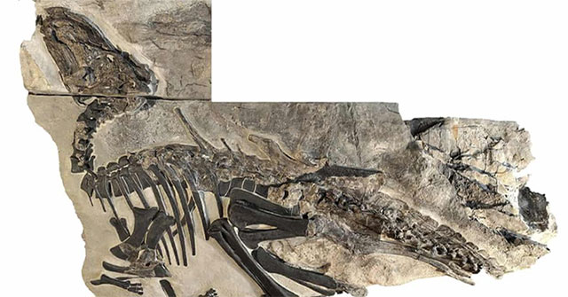 A herd of fossil dinosaurs was discovered for the first time in Italy