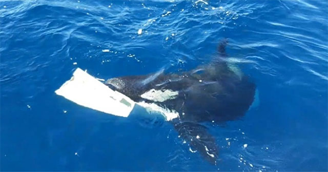 A herd of killer whales joined forces to sink a 15m long yacht