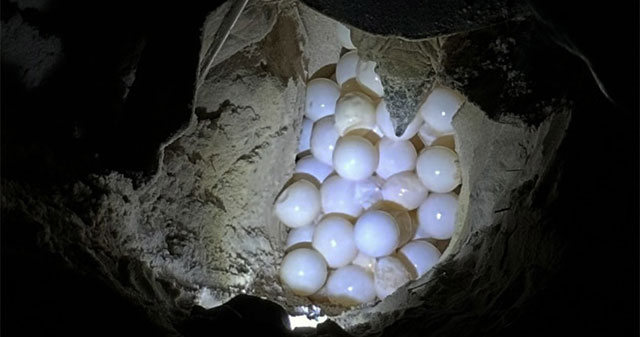 A mother turtle weighing nearly 100kg came from Malaysia to Con Dao to lay eggs