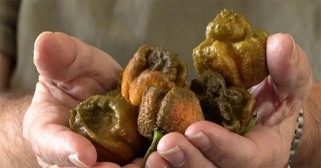 A new type of chili sets the world's spiciest record