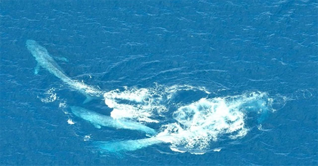 A pair of male blue whales fight fiercely for a mate