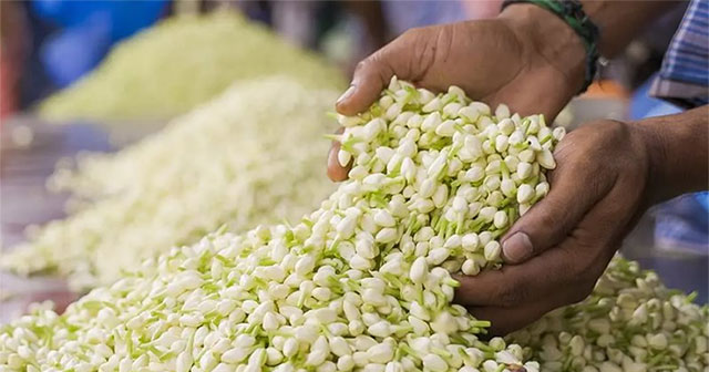 A popular flower in Vietnam, abroad it is called 'white jade', the essence costs 100 million VND/liter