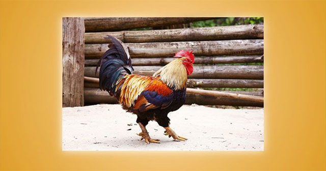 A rare chicken species of Vietnam, thought to exist only in legends
