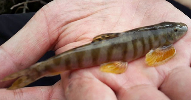 A rare fish species as precious as ginseng, a gift from heaven only found in Hoang Lien Son: Caught by 'getting drunk'