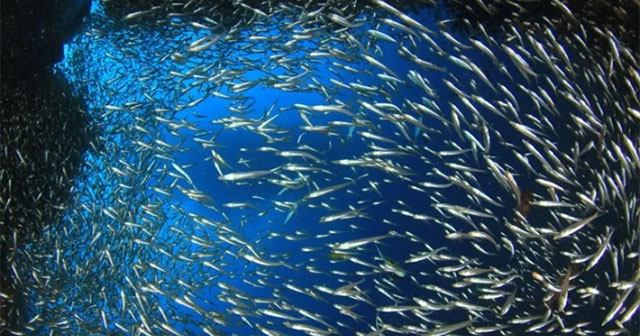 A school of cod eats 10 million fish eggs in a few hours