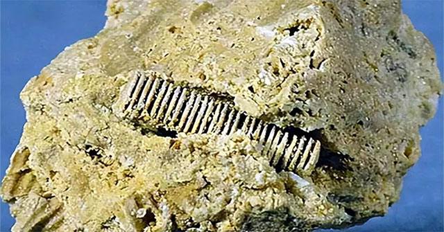 A 'screw' from 300 million years ago embedded in a stone, revealing prehistoric peak?
