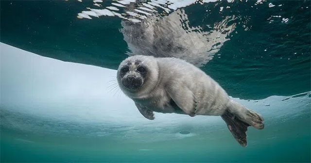 A series of extremely rare pictures of seals at the deepest lake in the world