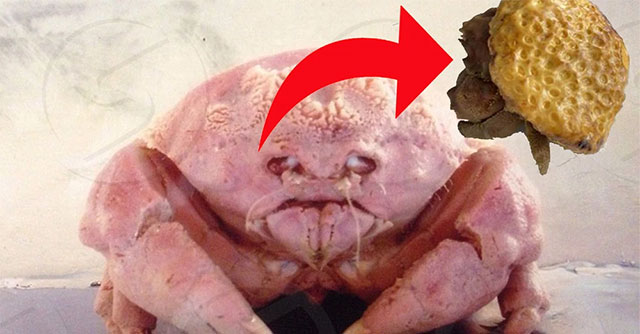 A strange creature with a shell full of round holes that people with hole syndrome must avoid!