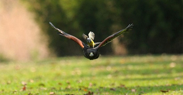 A tiny bird weighing only 71 grams dares to peck at a hawk's head, but the notorious predator doesn't dare to fight back.