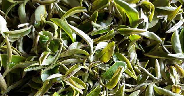 A unique type of plant that increases in price 13 times when bitten by bugs. Only a few provinces in Vietnam can grow it.