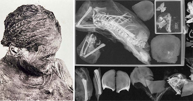 Accidentally taking a CT scan, an expert discovered the secret of 3 mummies lying inside each other, causing curiosity from 115 years ago