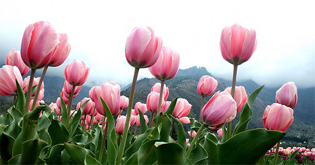 Admire Asia's largest tulip garden with breathtaking beauty