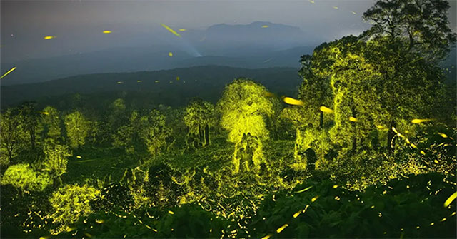 Admire billions of fireflies that light up an entire forest