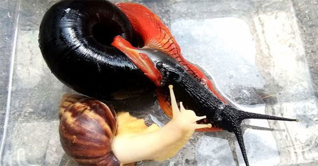 Admire the giant fire snail found only in peninsular Malaysia