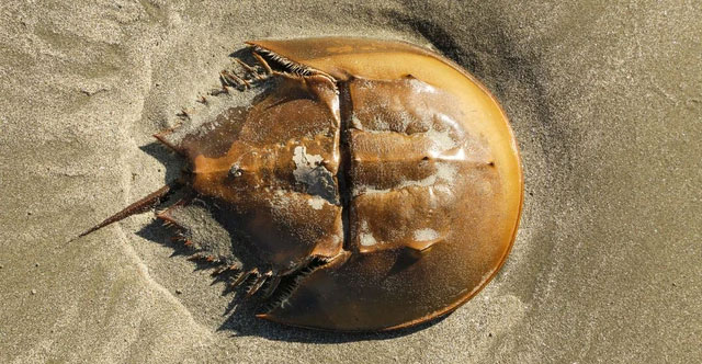 Admire the 'living fossils' that exist around us