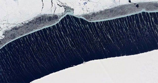 Admire the rare phenomenon of 'ice tentacles' in Antarctica