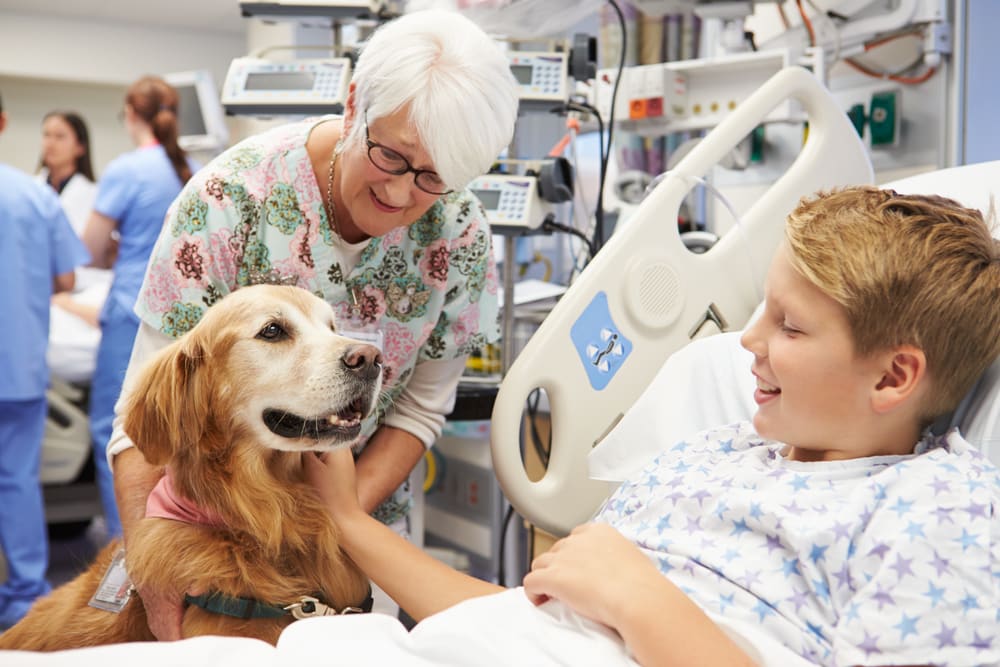 Adorable study: 'Therapeutic dogs' relieve physical pain in just 10 minutes