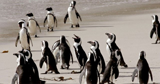 African penguins are at risk of extinction due to noise pollution