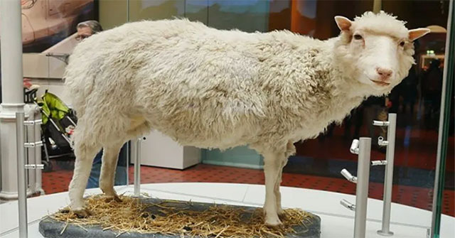 After Dolly the sheep, why haven't humans cloned yet?