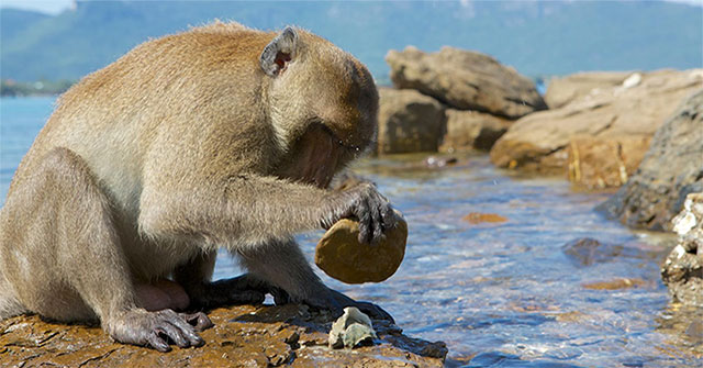 After humans, which animals quietly entered the Stone Age?