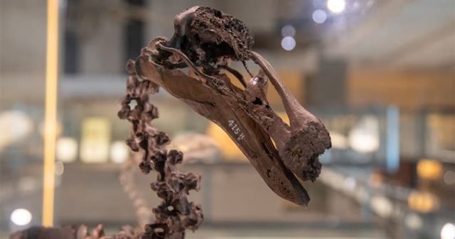 AI Helps Museum Animal Specimens Tell Stories