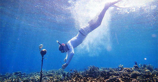 AI is trained to hear the sound of coral life