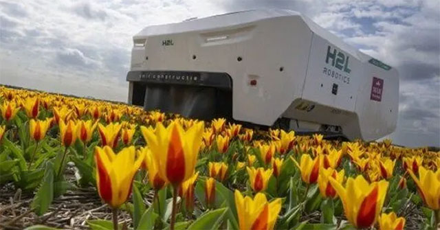 AI robot helps detect diseased tulips