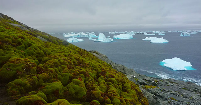 Alarm over extremely rapid 'greening' in Antarctica