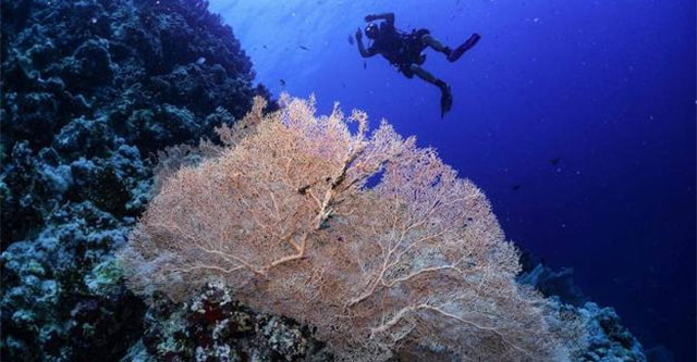 Alarming coral bleaching phenomenon detected in the Red Sea