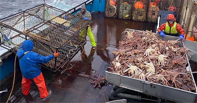 Alaskan snow crab is mysteriously disappearing