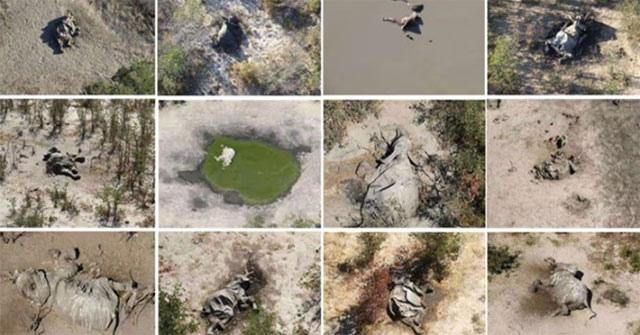 Algae bloom kills 350 elephants in Botswana