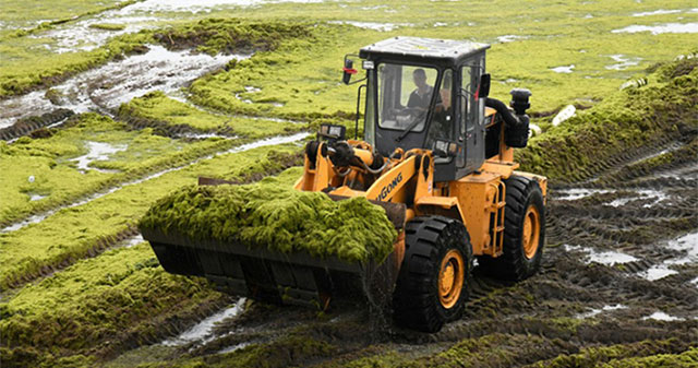 Algae can survive in a Mars-like environment