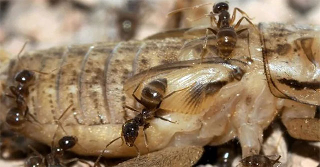 Alien mad ants threaten native animals in Texas