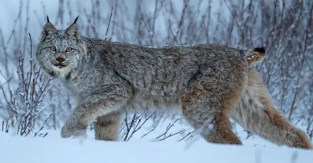 All cats have long tails, so why is the lynx's tail so short?