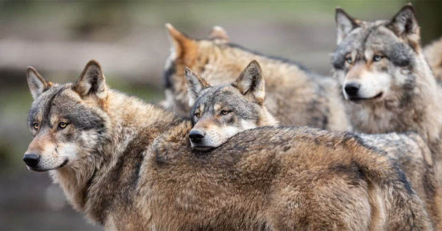 Alpha male wolves do not exist in the wild!