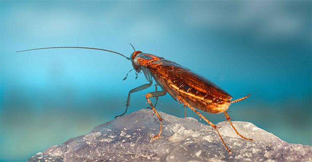 Amazing ability of tiny 'powerhouses' to live longer than dinosaurs