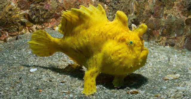 Amazing facts about deep sea creatures