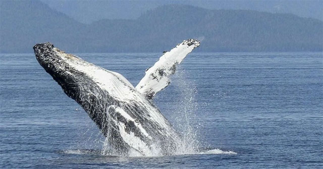 Amazing new discovery about humpback whales