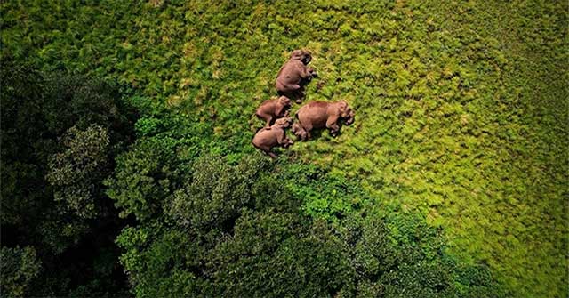 Amazing wildlife footage from above