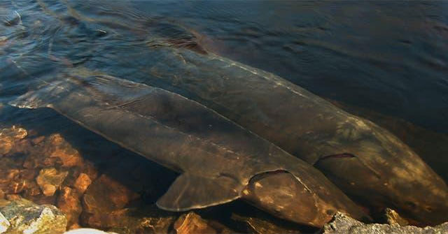 Americans rush to hunt prehistoric monsters