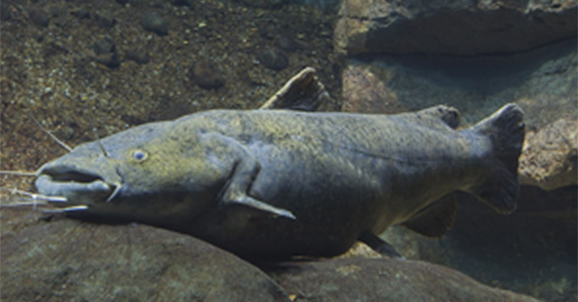 America's 'monster fish': Weighs up to 56kg, is more than 1 meter long, eats all of its own species, making the authorities worried