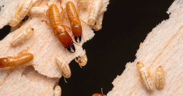 Among the termites, there is a genus that has been adventuring at sea for millions of years