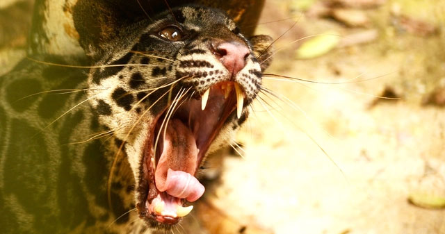 An animal that has been extinct for 40 years suddenly 'reappears': Instead of being happy, scientists are scared!