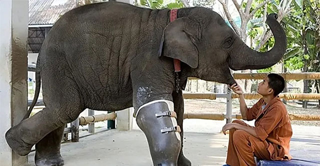 An elephant can survive with a broken leg, but why does a horse with a broken leg have to die?