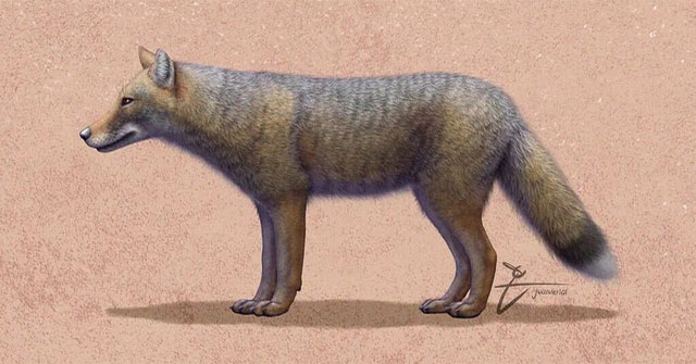Ancient foxes were domesticated and kept as pets 1,500 years ago